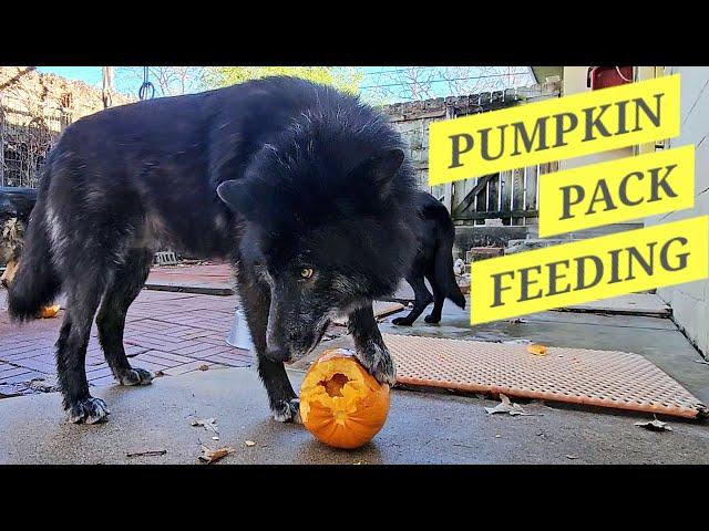 Fun Pack Feeding! - The Last Pumpkins of the Year