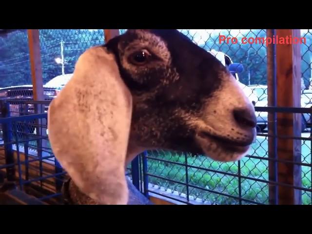 TRY NOT TO LAUGH   Funny Goat Compilation 2021 HD