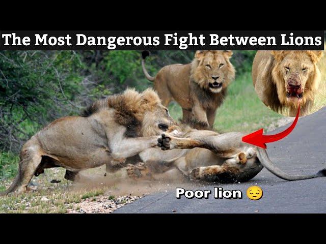 Lions vs lion fight to death the most dangerous fight between lions | you've never seen this before