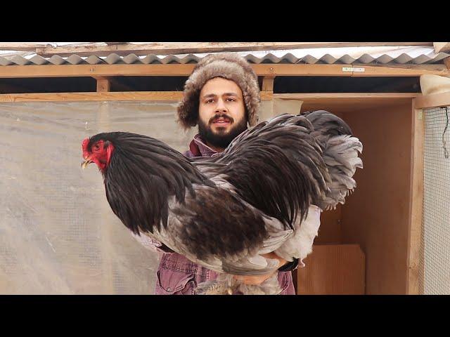 Heavy roosters are a big problem for chickens! giant BRAHMA