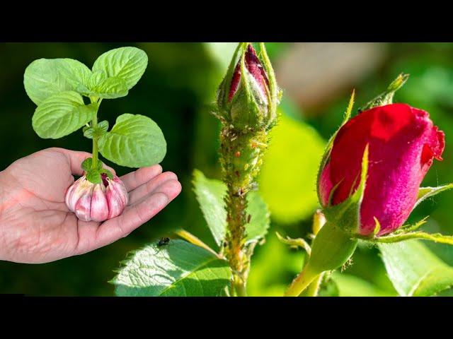 AJO y MENTA COMBINADOS para Controlar Pulgones y Hormigas