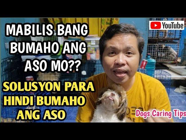 BAKIT MABILIS BUMABAHO ANG ASO? TIPS PARA HINDI BUMAHO ANG ALAGA NATING ASO