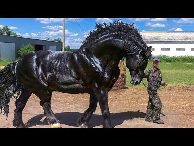 Most Powerful Horse Breed in the world