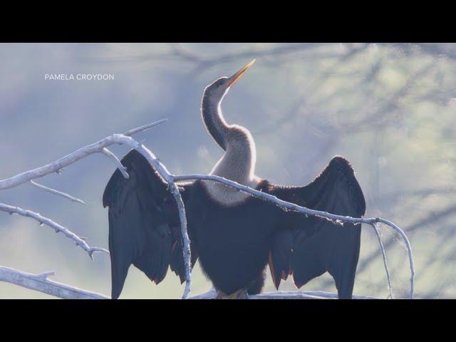 Rare tropical bird spotted in Colorado