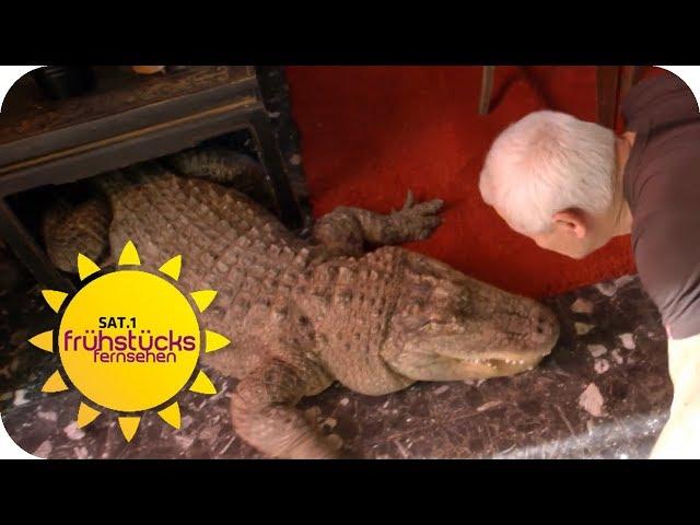 Zusammenleben mit 400 exotischen Reptilien: Wie gefährlich ist das? | SAT.1 Frühstücksfernsehen | TV