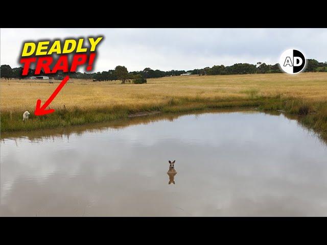 Are Kangaroos  Vicious Killers: Drowning Sport 