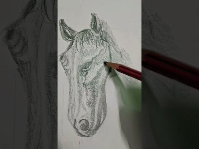 Horse sketch with HB pencil #shorts #sketch #horse