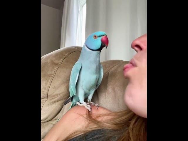 ADORABLE Parrot Chats with Pet Parent!