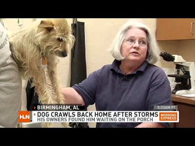 HLN: 'Tornado dog' returns home after 2 weeks