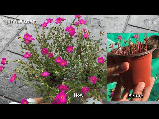 Propagate Moss Rose/Portulaca from Cuttings | Little Sqft