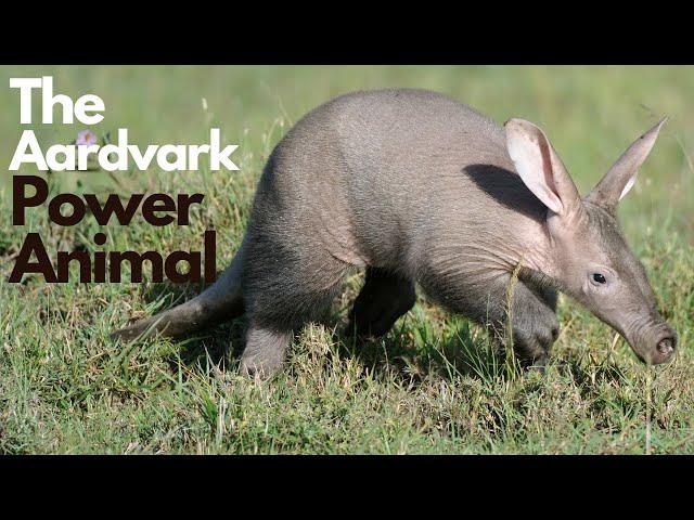 The Aardvark Power Animal