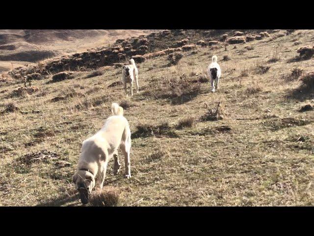 KANAS VE VENÜS TAM KOYUNCU ÇIKTI