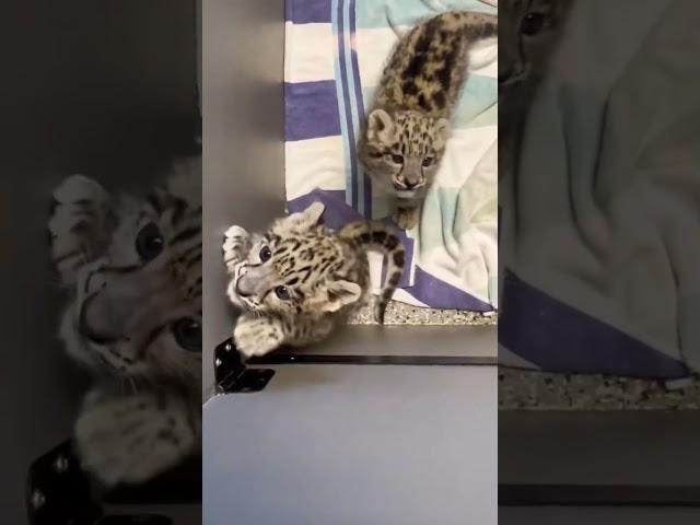 Sound Up  for snow ️much cuteness. #snowleopards #snowleopard #leopards #cats #bigcats