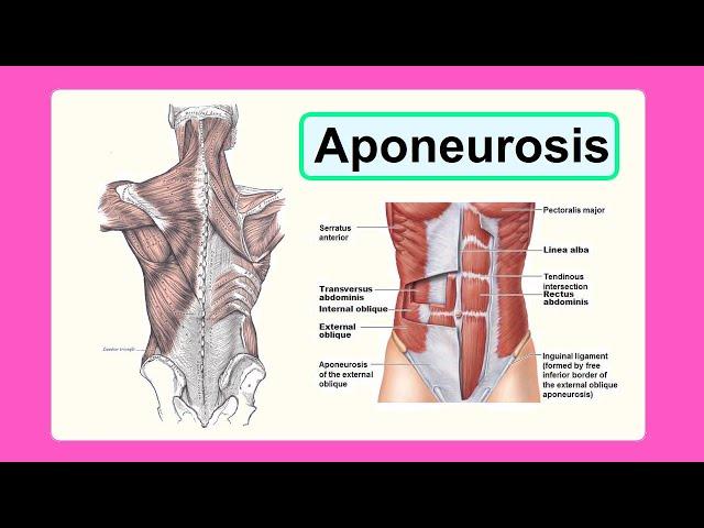 aponeurosis