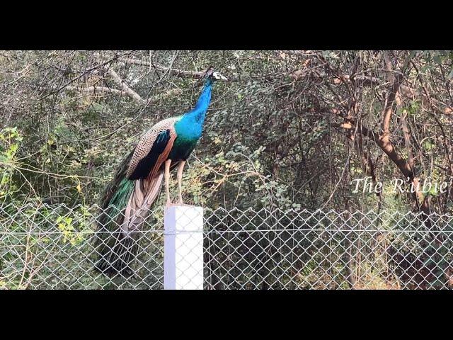 Beautiful Peacock's Collection... | The RubieVerse