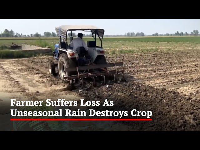 Punjab Farmer Suffers Huge Loss As Unseasonal Rain Destroys Crop