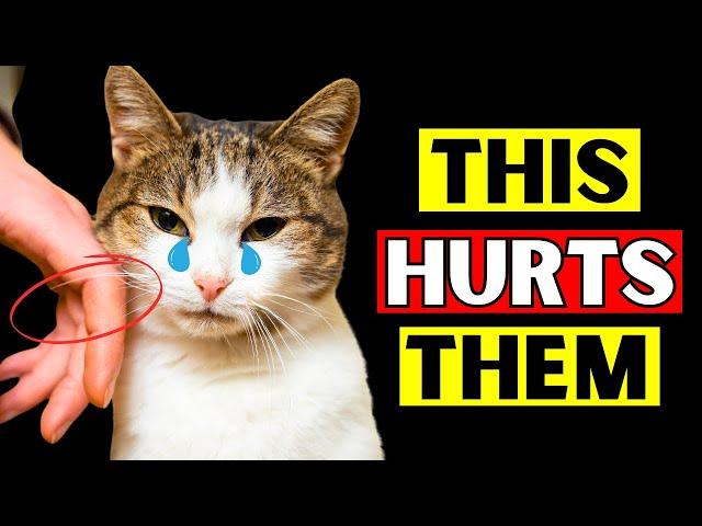 12 Things That Emotionally HURT Your Cat! Be Careful