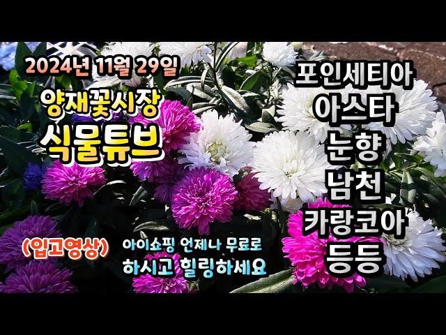 양재꽃시장 식물튜브 24년 11월 29일 입고영상 시청 하시면서 힐링타임 되시길 바라겠습니다~  #양재꽃시장 #식물튜브 #월동 #관엽 #식물아빠