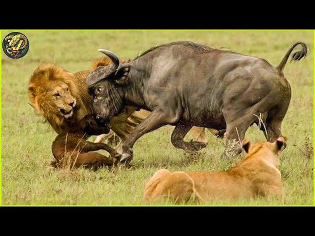 Buffalo vs Lion: How These Giants Defend Themselves in the Wild | Animal Fighting