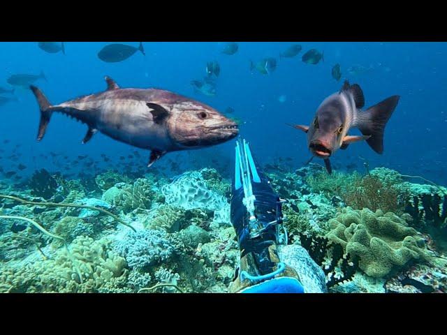 BERBURU IKAN TUNA MONSTER DAN KAKAP MERAH BESAR