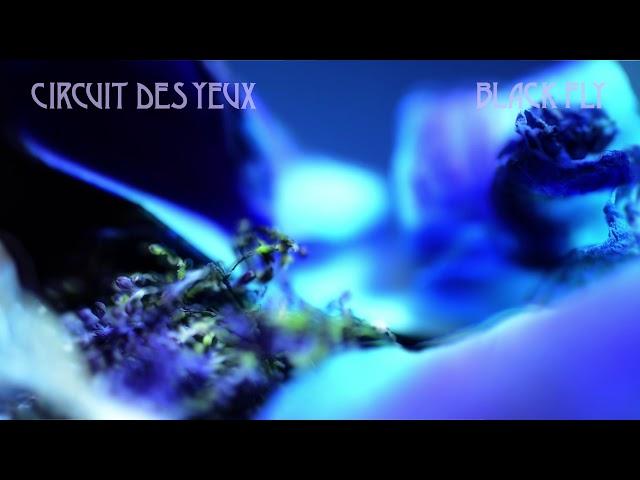 Circuit des Yeux "Black Fly" (Official Song)
