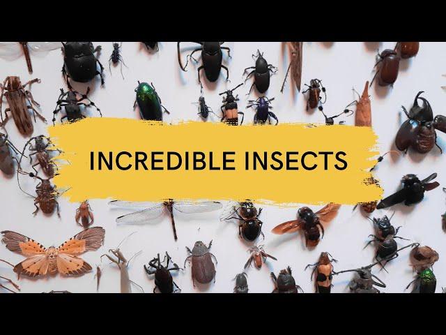 Most Incredible Insects for Kids | The Fascinating World of Insects | Interesting  Insects