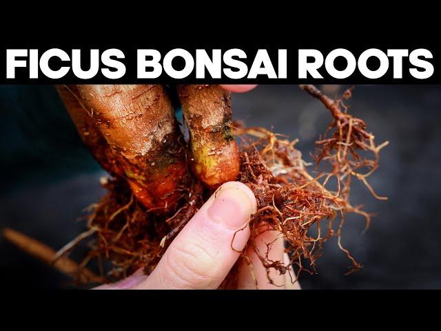 Ficus Bonsai Trees - Repotting and Root Pruning Methods 