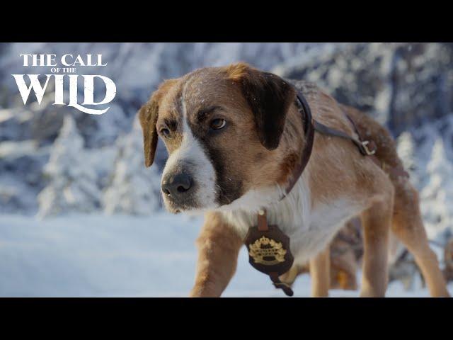 The Call of the Wild | New Lead Dog Clip