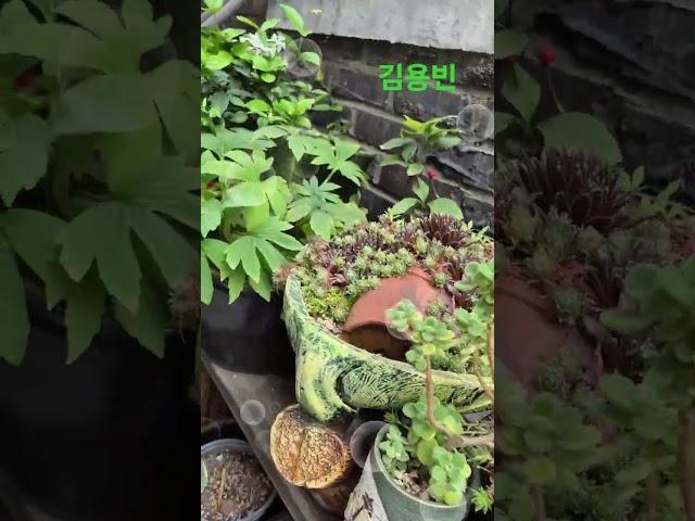 #내사랑 지금어디기 #김용빈# 구독&좋아요
