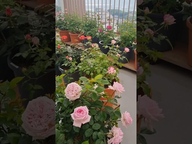 아침에 예쁜 옥상 장미