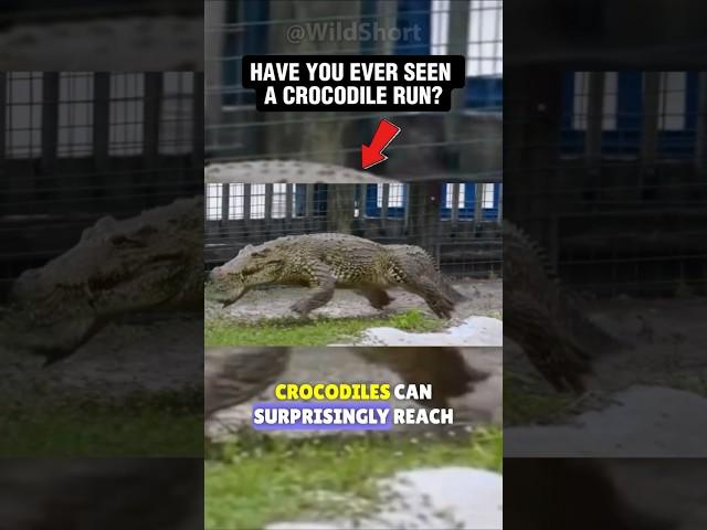 Crocodile RUNNING! || Alligators Are Faster Than You! #crocodile #aligators #running #galloping