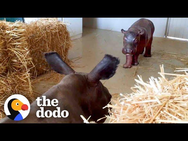 Baby Hippo Raised By Rhinos Meets A Hippo... ️ | The Dodo Go Wild