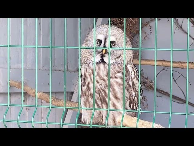 Einstein the Great Grey Owl at Irish Heritage Museum, Co Wexford, Ireland, JDV ELP