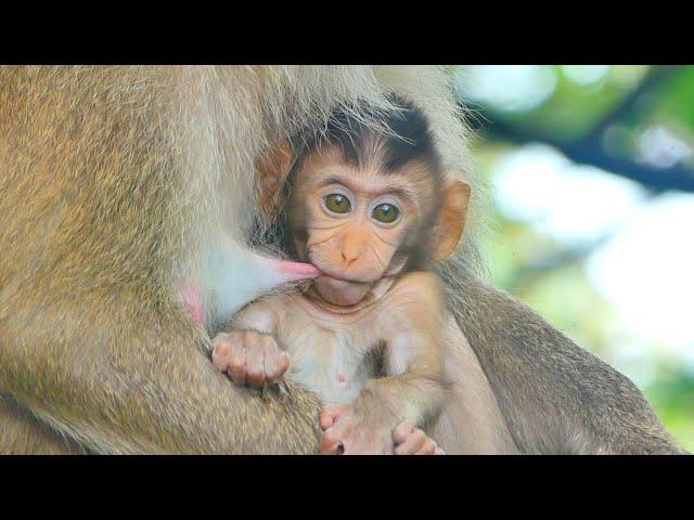 Sweet And Nice Drama Video of Mother Monkey Breastfeeding Her Baby