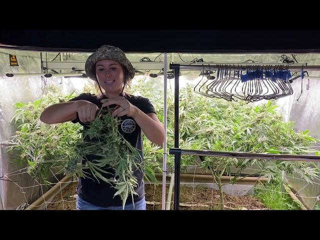 How to Harvest Cannabis - Purple Ghost Candy