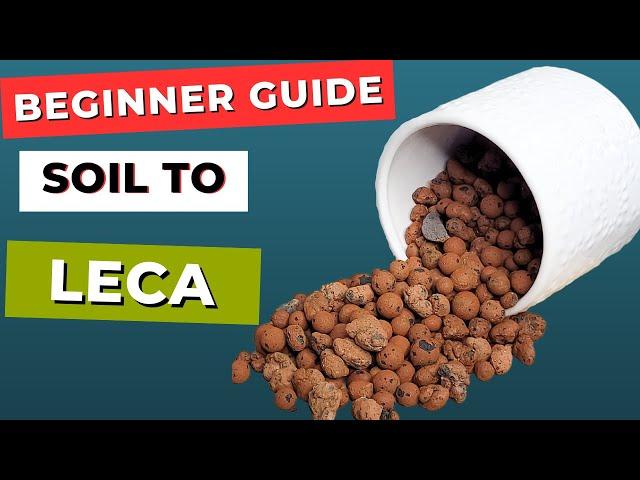 A Beginner's ESSENTIAL Guide For Moving Plants to Leca