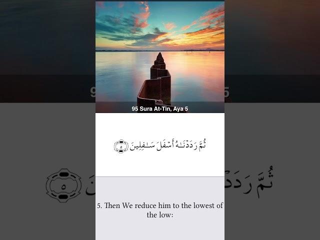 Surah of the day “ At-Tin “ in the voice of mishari #misharyrashidalfasy #engineermahtab4u #quran