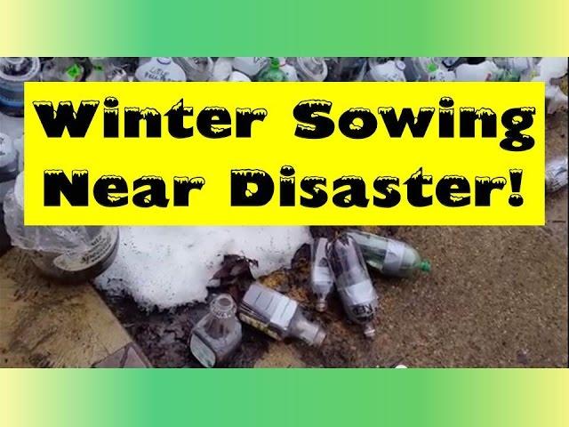 Winter Sowing Near Disaster!