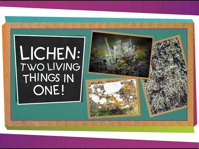 Lichen: Two Living Things In One | Biology for Kids