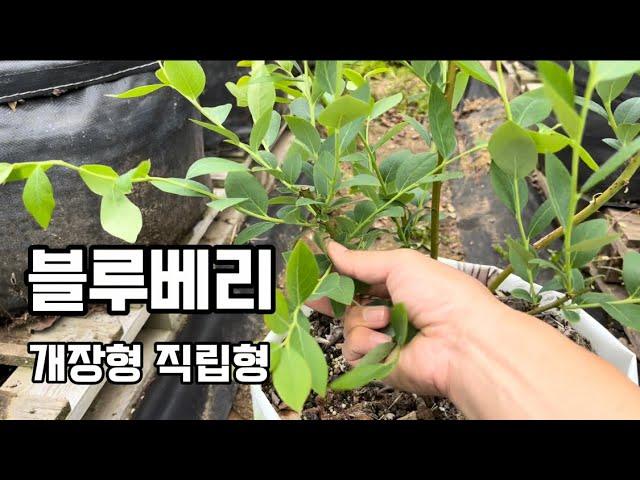 블루베리 수형 #개장형 직립형#블루베리 가지정리#블루베리 #블루베리재배 #blueberry #blueberryfarm #gardening