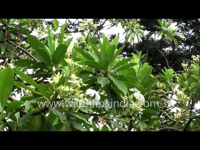 Cerbera manghas or Sea Mango tree