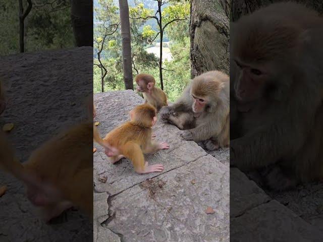 Cute baby monkey, funny monkey, Chinese monkey SY65