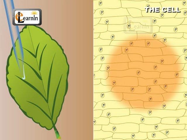 The Cells | Learn About Cells Of Living Organisms | Elearnin