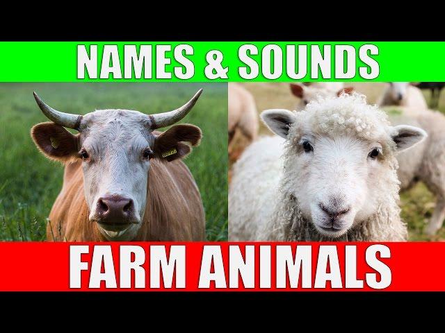 Farm Animals Names and Sounds for Kids to Learn | Learning Farm Animal Names and Sounds for Children