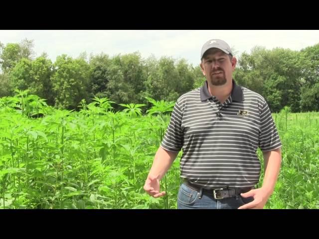 Leaf Sample Collection for Herbicide Resistance Testing in Weeds