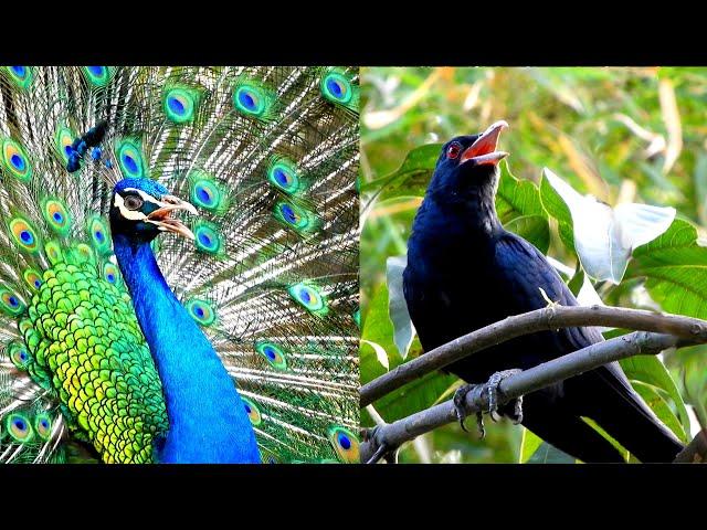 cuckoo bird and peacock sounds | koyal aur mor ki awaaz | peacock dance with voice of crowing calls