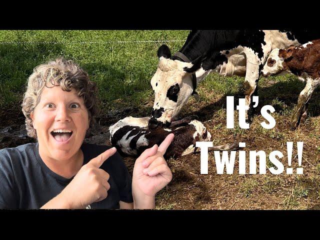 Surprise Twin Birth Caught on Camera/ Why We Don’t Calf Share in the Traditional way