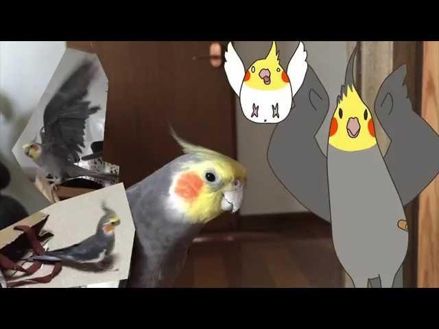 オカメインコ caramelldansen (YouTube ver.)