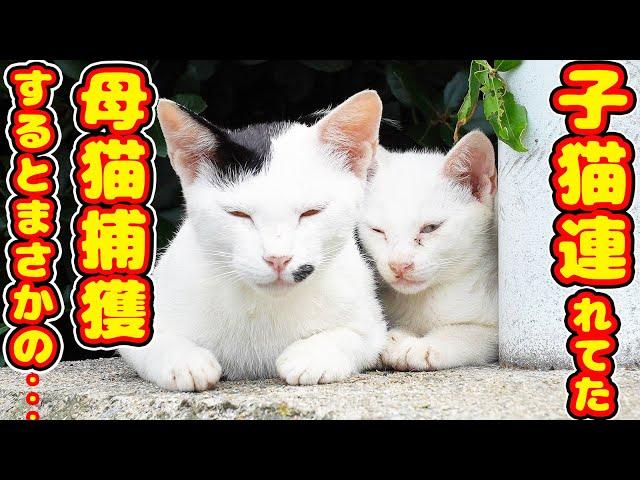 Catching stray cats.Impressed cat video.