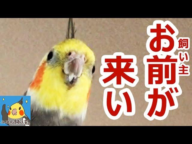 鷹匠ならぬオカメインコ匠を目指した結果